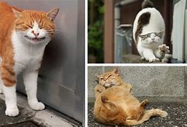 Image result for Stray Cats in Japan