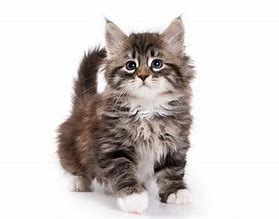 Image result for Fuzzy My Cat