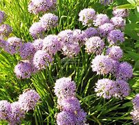 Image result for Allium senescens