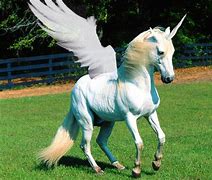 Image result for Unicorn Pegasus Drawing