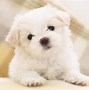 Image result for Cute Galaxy Puppy Wallpaper