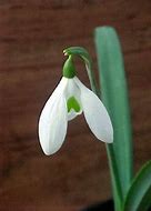 Image result for Galanthus plicatus Alpha Striped Beauty