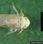 Image result for "beet-leafhopper"