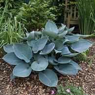 Image result for Hosta Rhythm and Blues