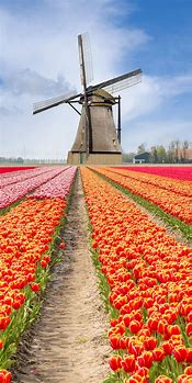 Image result for Amsterdam Netherlands Nature Attractions