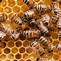 Image result for Honey Bee Pepe