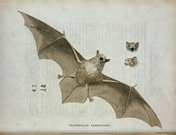 Image result for Vintage Bat Sketch Images
