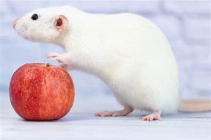Image result for Rats and Mice Eating Apples