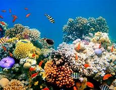 Image result for Types of Marine Habitats