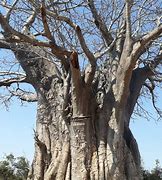 Image result for Baobab Tree Lion King