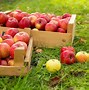 Image result for Apple Picking Farms Near Boone NC