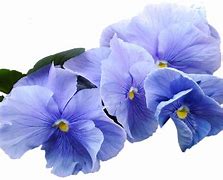 Image result for Blue and Purple Flowers Wallpaper