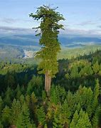 Image result for 1.5 Meters Tall