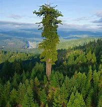 Image result for Bigst Tree