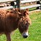 Image result for Miniature Donkey Size