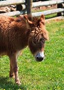 Image result for Miniature Donkey Size