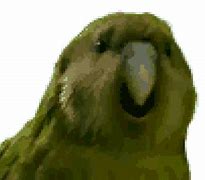 Image result for Dancing Parrot Meme