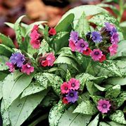 Image result for Pulmonaria Pretty in Pink