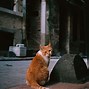 Image result for Fluffy Orange Cat