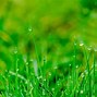 Image result for Grass Background