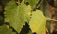 Image result for Rust On Grape Leaves