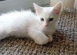 Image result for Little White Kitten