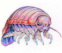 Image result for Isopod Art