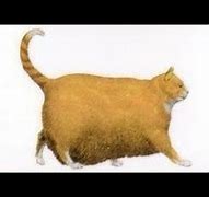 Image result for Graph Oh Lord He Comin Cats