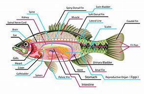 Image result for Diagram of Fish