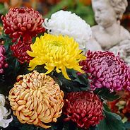 Image result for Incurve Chrysanthemum