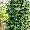 Image result for Small Leaf Ivy Plant