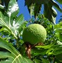 Image result for Green Fruit On Tree