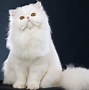 Image result for Fluffy Cat White Background