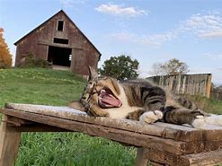 Image result for Barn Cat Memes