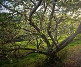 Image result for Apple Tree Activity