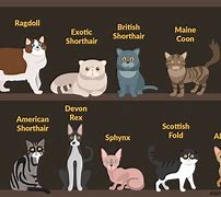 Image result for 10 Best Cat Breeds