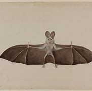 Image result for Bats with Tails