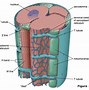 Image result for Signal Transduction and Contraction of Cardiomyoctes