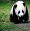 Image result for Angry Giant Panda