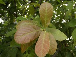 Image result for Monterrey Oak Tree