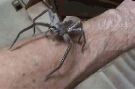 Image result for Bug Toy Spider