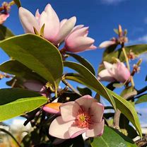 Image result for Magnolia loebneri Vanilla Pearls
