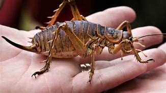 Image result for Largest Insect Giant Weta