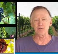 Image result for Grapes in Containers