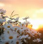 Image result for Wallpapers Landscape Most Beautiful Flower
