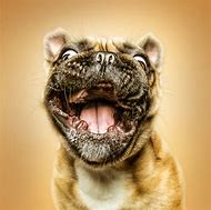 Image result for funniest dog face
