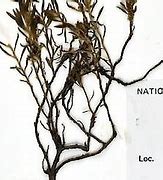 Image result for Neo Wilsonia Hybrid