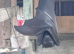 Image result for Giant Bat Attack