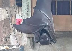 Image result for Giant Bat Talisay