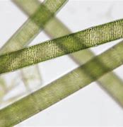 Image result for Chlorophyta